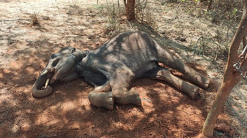 Elephant dies of Hepatitis in Sirumugai forest range in Tamil Nadu