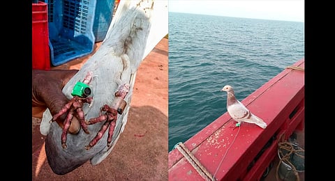 The spy pigeon captured by Odisha fishermen. (Photo | Express)
