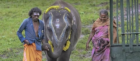 Elephant whisperers Bomman and Bellie.