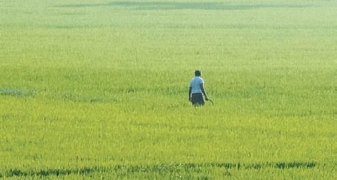 AP Budget gives thrust to farm sector to increase output