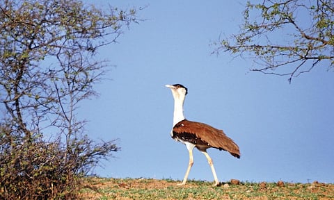 Rajasthan's state bird Great Indian Bustard (Photo Dr Sumit Dookia)