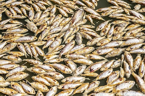 Dead fish float along the Darling River near Menindee, Australia, Sunday, March 19, 2023. (Photo | AP)
