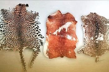 The leopard and deer hides seized from the accused’s possession | Express