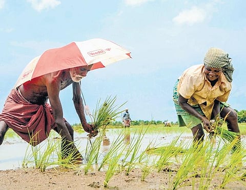 Farmers planting paddy at Manur in Tirunelveli | file picture