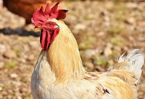 Image of rooster used for representational purposes