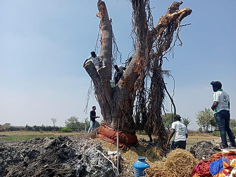 50-year-old banyan tree near Sendurai road in Ariyalur district being transplanted to a new spot. Express