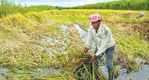 Unseasonal rain, hailstorm damage Rabi crop in central and west Madhya Pradesh