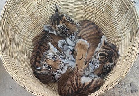The rescued tiger cubs found in an Andhra Pradesh village. (Photo | Express)