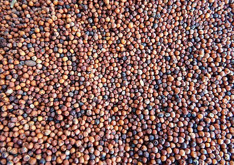 Representational image of ragi.
