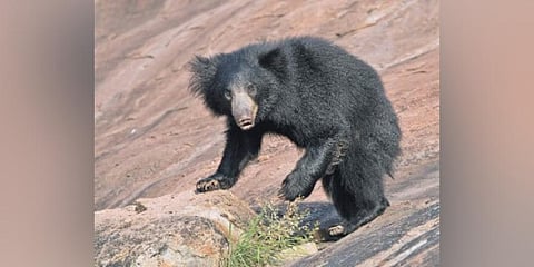 Sloth bear, Image used for representational purposes (Photo | Tharangini Bala, EPS)