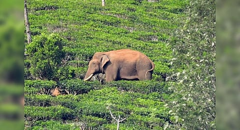 Arikomban found roaming in a tea estate at Periyakanal in Idukki.