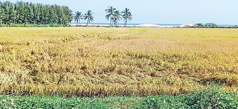 Millet cultivation
