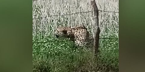 Namibian Cheetah spotted in village. (Photo | Special Arrangement)