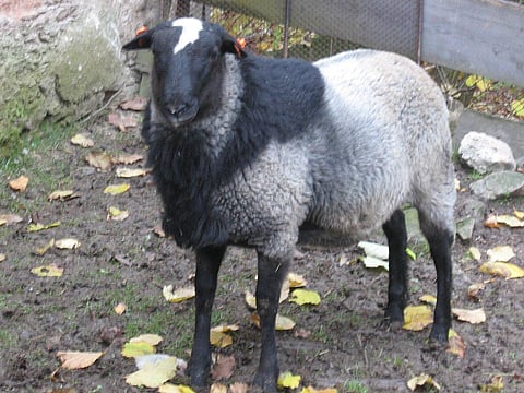 A Romanov breed grows to 70 kg in a year. (Photo | Wikipedia)