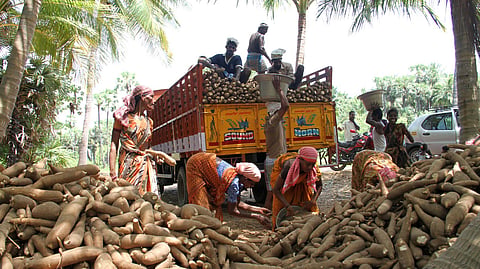 Image of tapioca used for representational purposes only.