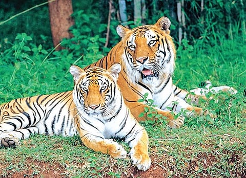 Image used for representational purpose only. (File Photo)