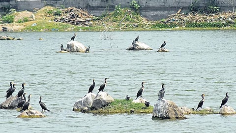 Chennai’s Pallikaranai marsh is among the new Ramsar sites (Photo | Ashwin Prasath)
