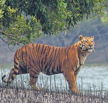 Sunderbans Tiger Reserve expands as three more ranges come under its ambit