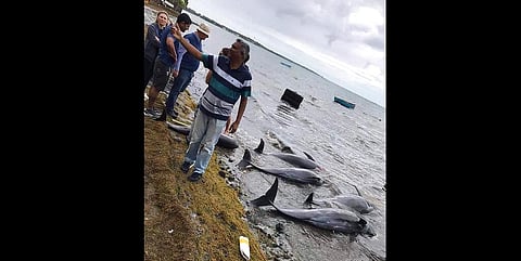 Representational Image: In this photo supplied by Greenpeace on Wednesday, Aug. 26, 2020, dolphins lay dead on the shore on the Indian Ocean island of Mauritius. (Photo |AP)