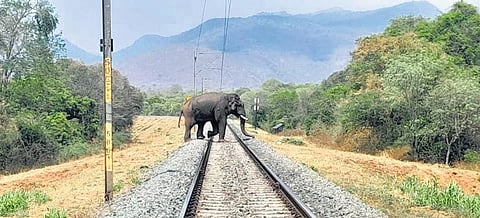 The places identified for fixing the cameras are spots frequently used by elephants to cross the tracks | Express
