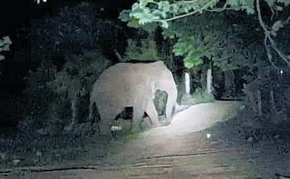 Farmers in the village said the elephant has been damaging crops, besides instilling fear among locals, and appealed to the forest department for help.