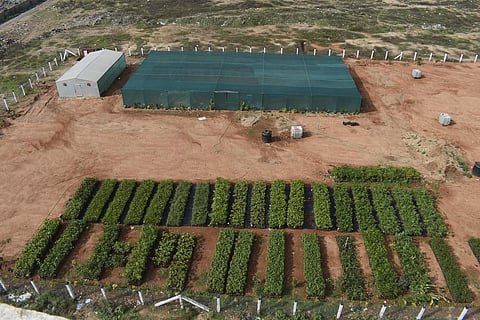 The civic body has around 10,000 saplings, which were grown in the nursery at Vellalore Dump yard, ready for planting.