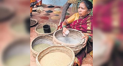 Lakshmiamma has safeguarded over 90 indigenous grains, pulses, oilseeds, and millets, while encouraging local farmers to cultivate these native varieties.