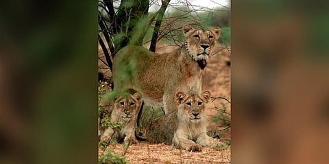 A lion and cubs in the Gir forest (File photo | PTI)