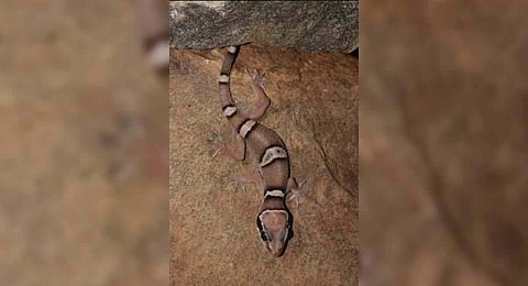 Termite hill gecko.