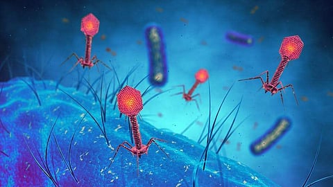 Common symptoms of the viral disease, which spreads from culex species of mosquitoes, include fever, headache, and body pain.