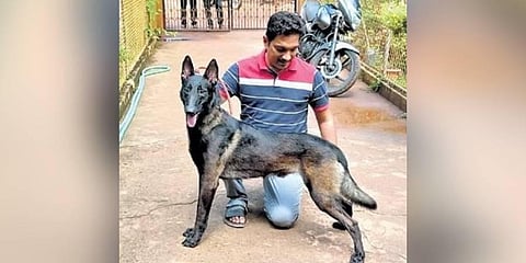  Raghavendra Bhat with Devil, one of the rare Duron colour Belgian Malinois | express 