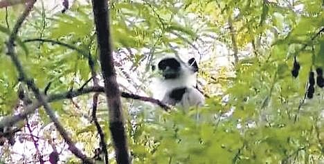 The gray langur, which went missing from the city zoo, was spotted on a tree near Mascot Hotel on Wednesday.