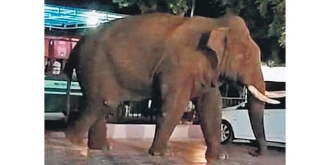  According to forest department sources, efforts are on to treat the elephant Baahubali by giving it fruits laced with medicine to heal the wounds | File pic 