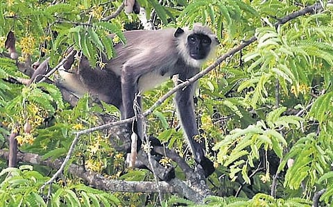 Gray langur