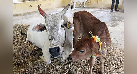 A Sahiwal calf (Photo | Express)