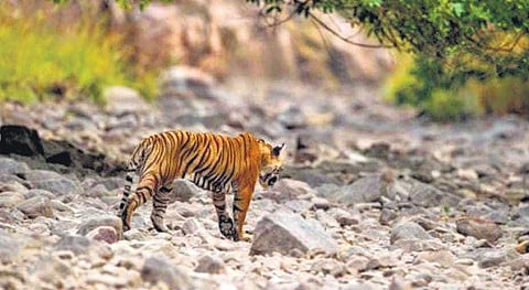 File picture of one of the tigers that was found dead recently. (Photo | EPS)