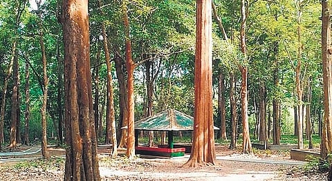 Teak trees. Image used for representational purpose.