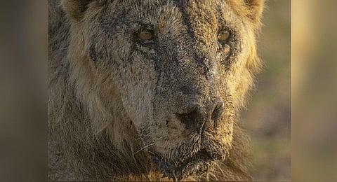 'Loonkiito'-one of Kenya's oldest wild lions who was killed by herders in May 2023 (Photo | AP)