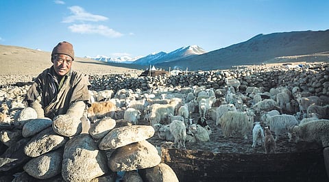 A shepherd with his floc/ Photos: MaNtra Himalayak