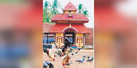 Roosters roaming in front of Pazhayannur Bhagavathy temple