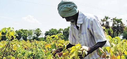 A cotton farmer keeps a check on plant growth, in Karaikal | Express