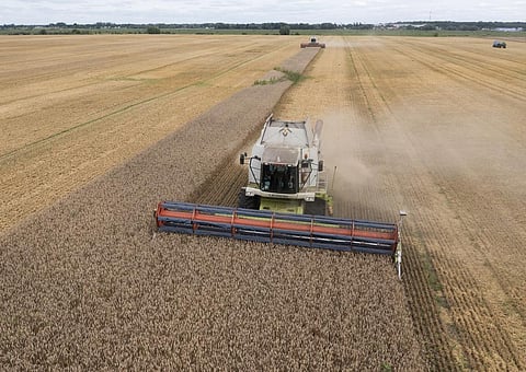 FILE - Harvesters collect wheat in the village of Zghurivka, Ukraine, on Aug. 9, 2022. (Photo | AP)