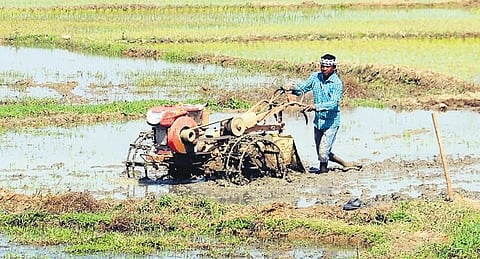 A farmer tilling land in Sambalpur during kharif sowing period (file photo)