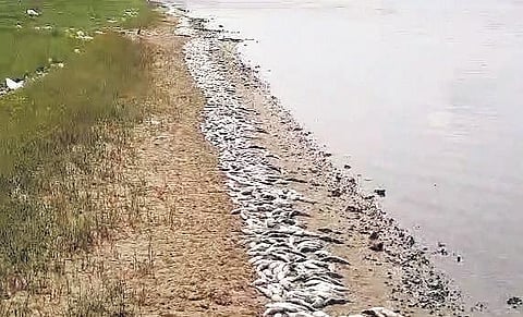 Dead fish found on Bahuda river bank in Chikiti block of Ganjam district | Express