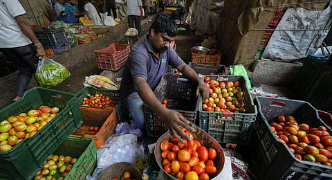 A vendor sorts tomatoes at Azadpur Mandi, in New Delhi, Wednesday, July 12, 2023. (Photo | PTI)