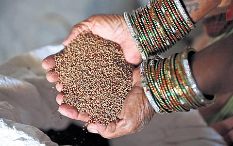 A woman farmer, P Bal Narsmamma, shows the ragi seeds preserved for next year | Sri Loganathan Velmurugan