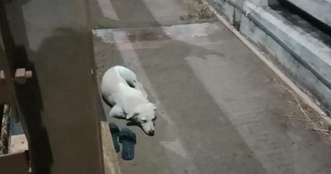 The dog waited for nearly 24 hours on the Edurulanka bridge on River Godavari in Yanam for the return of its owner. (Photo | Express)