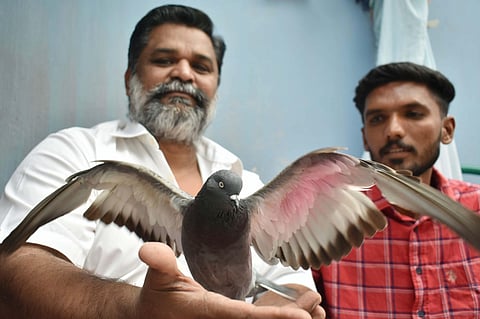 Out of a total of 13 pigeons which took part in the competition, the bird owned by Mohammed Abbas has won the competition.