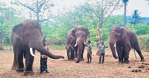 A team of elephant trackers from Ulanthi forest range are monitoring the animal directly. Three kumki elephants have been stationed at Saralaplathi | Express