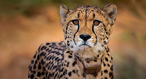 This representational image shows a cheetah translocated from Namibia at the Kuno National Park, in Sheopur district. (File Photo | PTI)